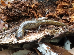 Hynobius leechii