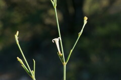 Asperula tenella