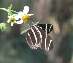 Heliconius charithonia