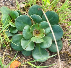 Limonium companyonis