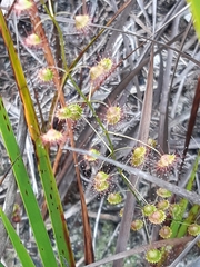 Drosera planchonii