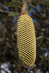 Banksia lemanniana