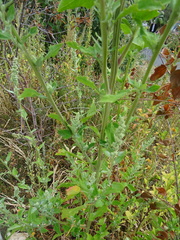 Chenopodium ficifolium