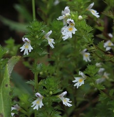Euphrasia