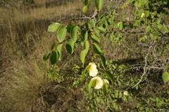 Paliurus spina-christi