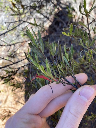 Image of Eremophila decipiens by (c) Thomas Mesaglio, some rights reserved (CC BY)