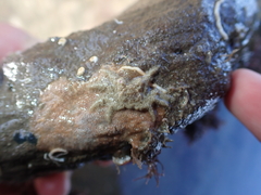 Neohymenicus pubescens