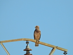 Circaetus gallicus