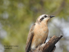 Chrysococcyx osculans