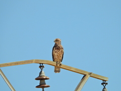 Circaetus gallicus