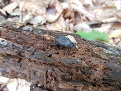 Dicronocephalus adamsi