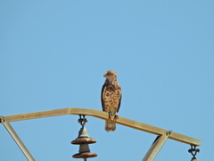 Circaetus gallicus