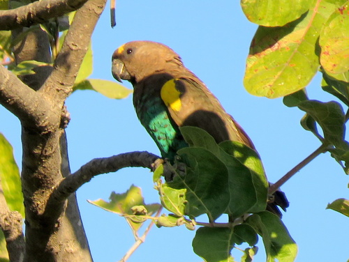 Meyer's Parrot