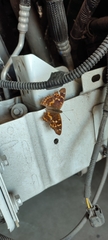 Apatura ilia