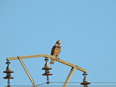 Circaetus gallicus