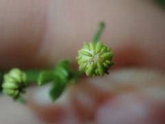 Oncosiphon pilulifer