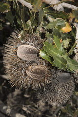 Banksia lemanniana