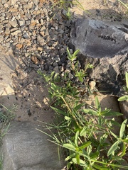 Eclipta prostrata