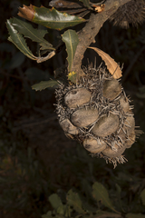 Banksia lemanniana