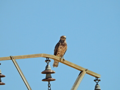 Circaetus gallicus