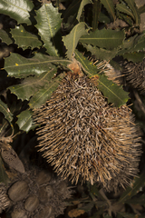 Banksia lemanniana