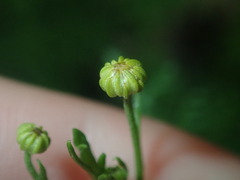 Oncosiphon pilulifer
