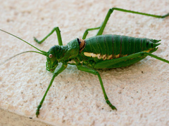 Uromenus brevicollis