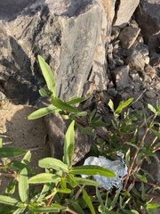 Eclipta prostrata