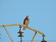 Circaetus gallicus