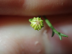 Oncosiphon pilulifer