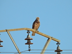 Circaetus gallicus