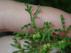 Oncosiphon pilulifer