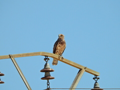 Circaetus gallicus