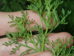 Oncosiphon pilulifer