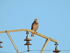 Circaetus gallicus