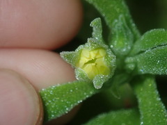 Cleretum papulosum