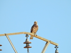 Circaetus gallicus