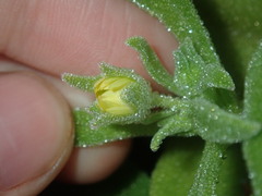 Cleretum papulosum