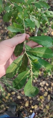 Salix cinerea