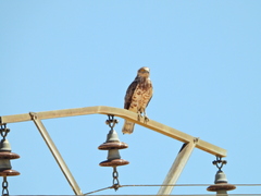 Circaetus gallicus