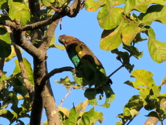 Poicephalus meyeri damarensis