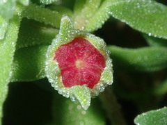Cleretum papulosum