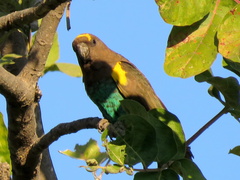 Poicephalus meyeri damarensis