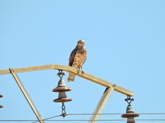 Circaetus gallicus