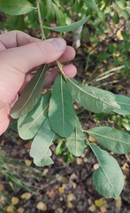 Salix cinerea