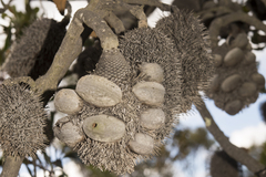 Banksia lemanniana