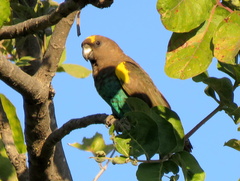 Poicephalus meyeri damarensis