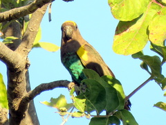 Poicephalus meyeri damarensis
