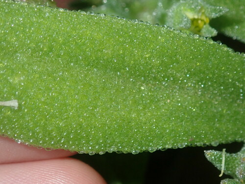 Image of Cleretum papulosum by (c) Thomas Mesaglio, some rights reserved (CC BY)