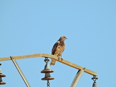 Circaetus gallicus
